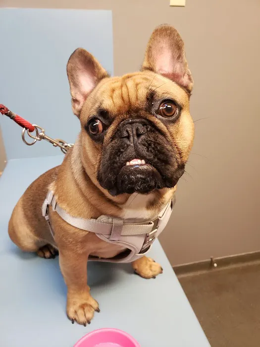 Pet Clinic of Rocky Mount Picture 3