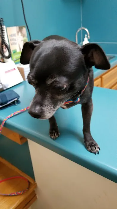 Pet Clinic of Rocky Mount Picture 8