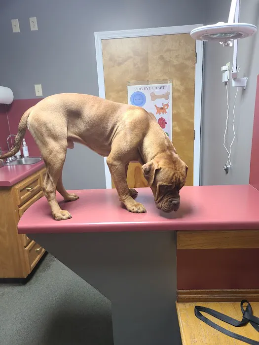 Pet Clinic of Rocky Mount Picture 10