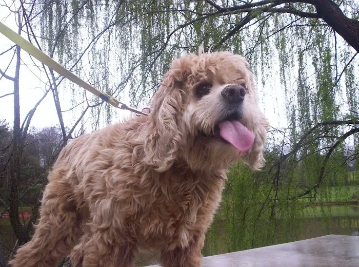 Noah's Ark Animal Complex Picture 9