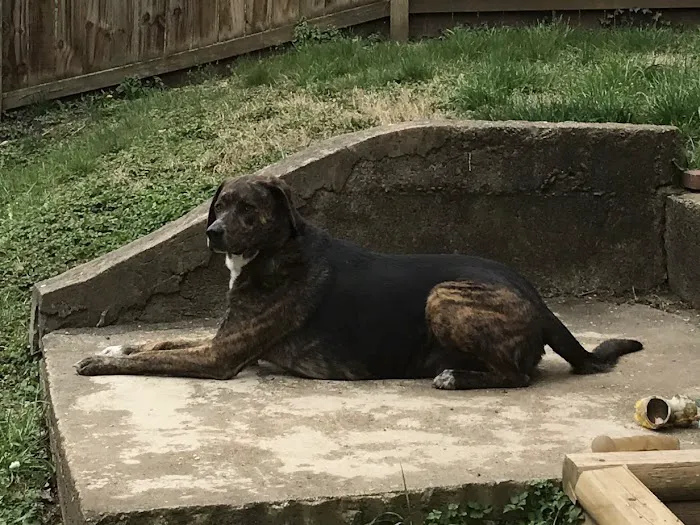 Roanoke Animal Hospital Picture 8