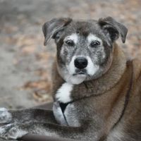 Veterinary Wellness Center of Roanoke ico