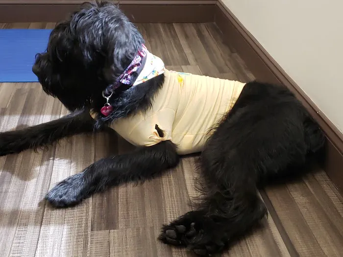 Veterinary Wellness Center of Roanoke Picture 7