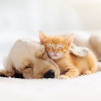Southern Hills Animal Hospital ico