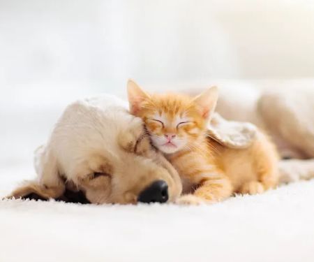 Southern Hills Animal Hospital