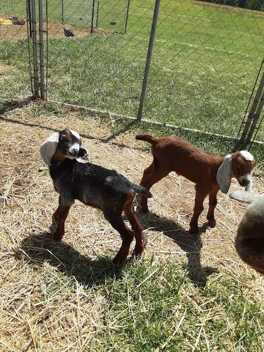 Creek and Meadow Veterinary Hospital Picture 4