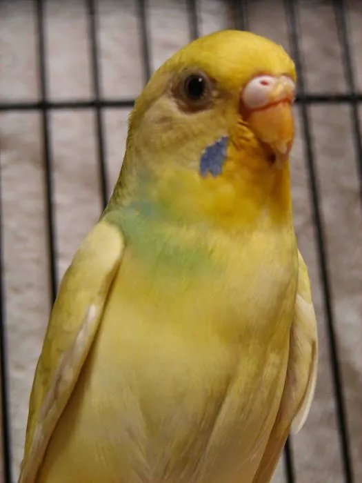 Avian and Exotic Pet Clinic of Roanoke Picture 3