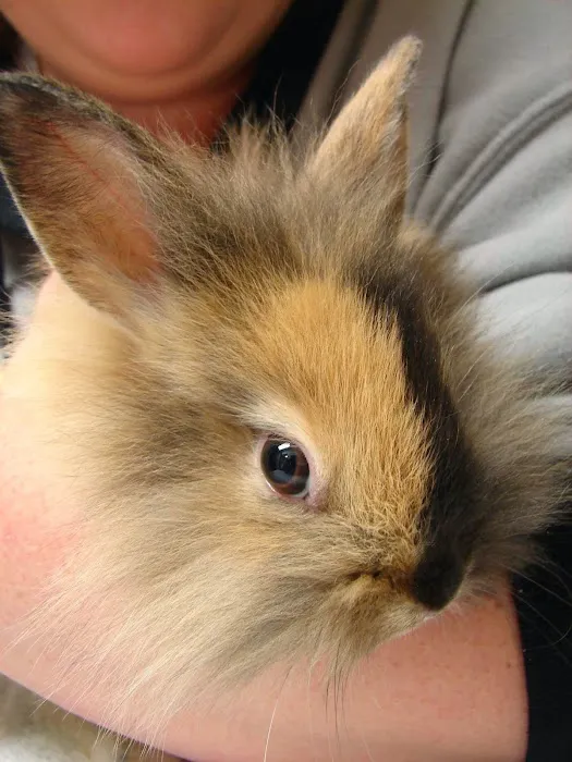 Avian and Exotic Pet Clinic of Roanoke Picture 2
