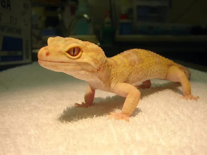 Avian and Exotic Pet Clinic of Roanoke Picture 5
