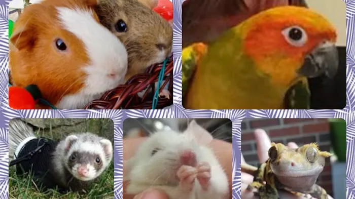 Avian and Exotic Pet Clinic of Roanoke Picture 1