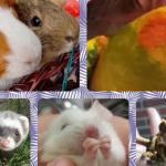 Avian and Exotic Pet Clinic of Roanoke