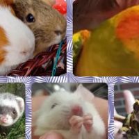 Avian and Exotic Pet Clinic of Roanoke ico