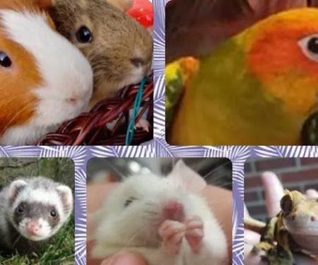 Avian and Exotic Pet Clinic of Roanoke