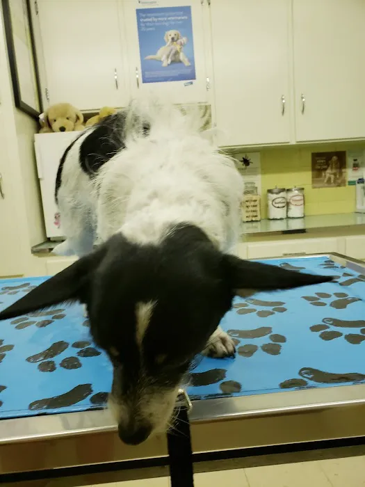 Brandon Animal Hospital Picture 6