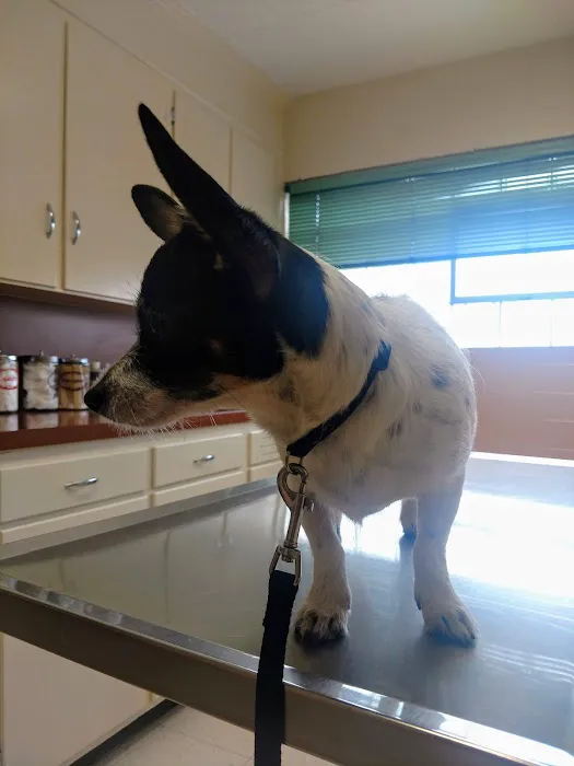 Brandon Animal Hospital Picture 10