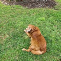 Brambleton Veterinary Hospital ico