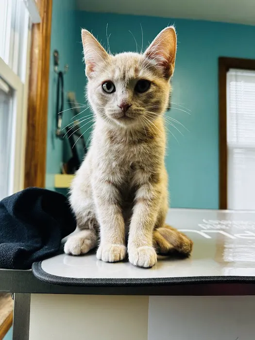 Brambleton Veterinary Hospital Picture 8