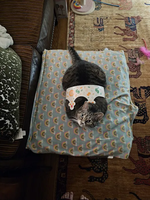 Veterinarians To Cats Picture 5