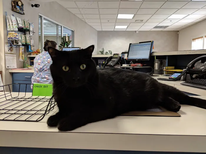 Veterinarians To Cats Picture 3