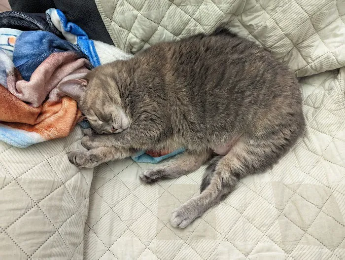 Veterinarians To Cats Picture 7