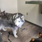 Pet Vet – Roanoke