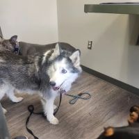Pet Vet – Roanoke ico