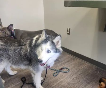 Pet Vet – Roanoke