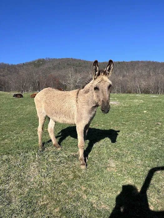 Blue Ridge Equine Clinic Picture 1