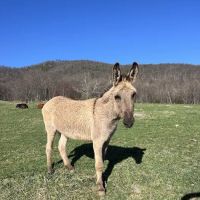 Blue Ridge Equine Clinic ico