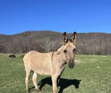 Blue Ridge Equine Clinic