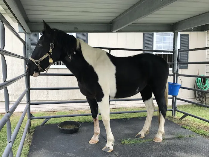 Blue Ridge Equine Clinic Picture 3