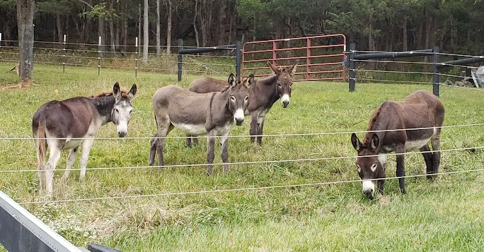 Blue Ridge Equine Clinic Picture 8