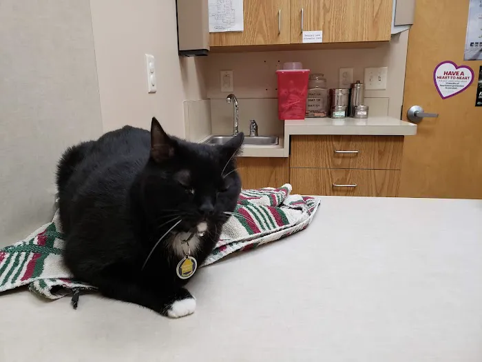 Town & Country Veterinary Hospital: Arendas C A DVM Picture 5