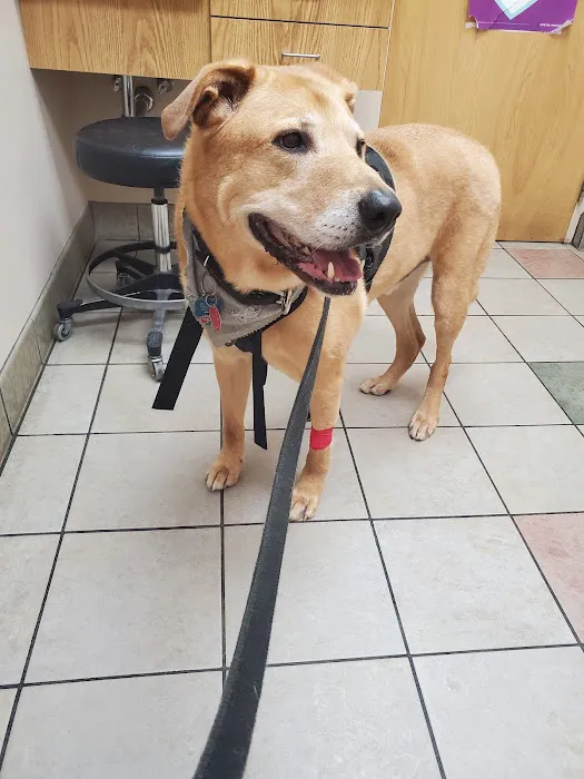 Town & Country Veterinary Hospital: Arendas C A DVM Picture 1