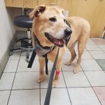 Town & Country Veterinary Hospital: Arendas C A DVM