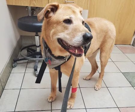 Town & Country Veterinary Hospital: Arendas C A DVM