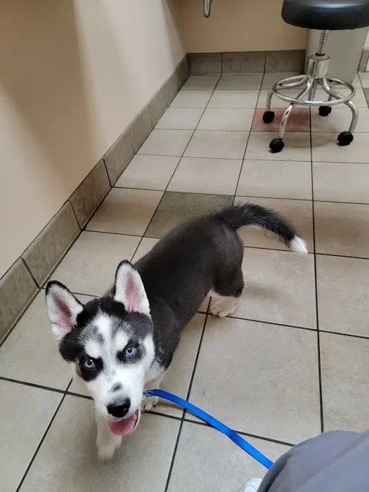 Town & Country Veterinary Hospital: Arendas C A DVM Picture 9