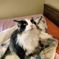 Howland Community Animal Hospital ico