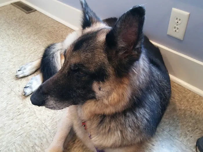 Howland Community Animal Hospital Picture 3
