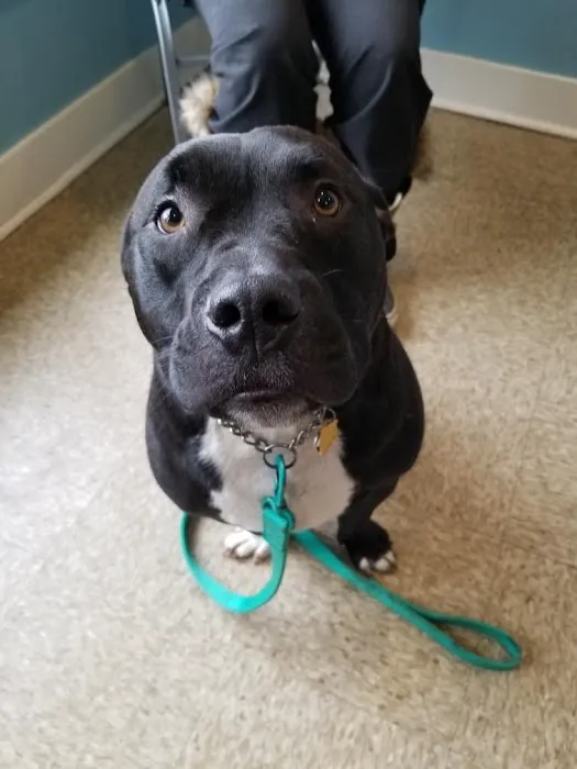 Howland Community Animal Hospital Picture 10