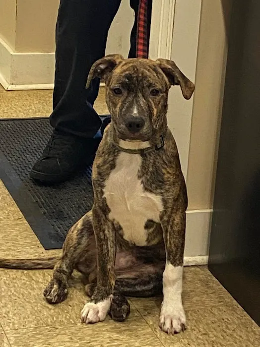 Howland Community Animal Hospital Picture 7