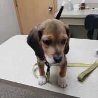 Crago Veterinary Clinic ico