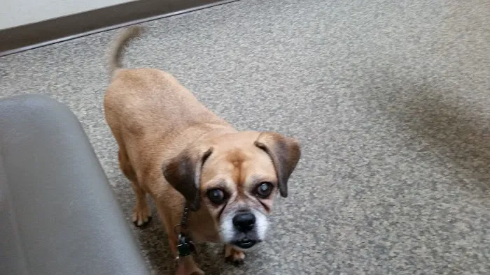 Crago Veterinary Clinic Picture 5