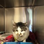 Doctors Park Veterinary Clinic