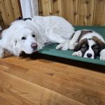 Lordstown Veterinary Clinic