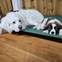 Lordstown Veterinary Clinic ico