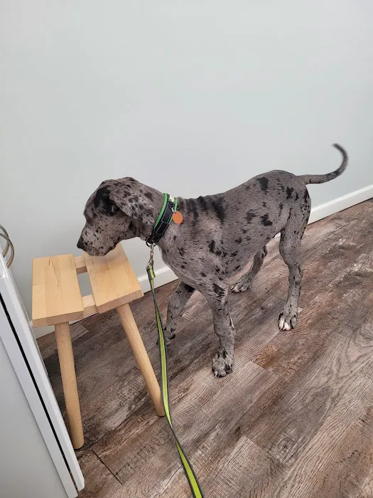 Bark Veterinary Clinic Picture 2
