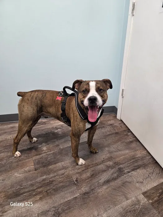 Bark Veterinary Clinic Picture 7