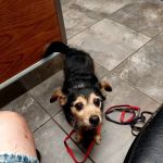Lisbon Veterinary Clinic Inc