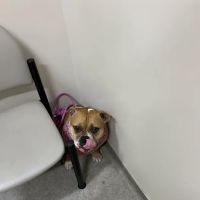 Adamson Veterinary Services ico